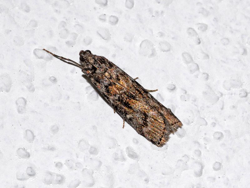 Una farfalletta sul muro: Dioryctria sylvestrella - Pyralidae